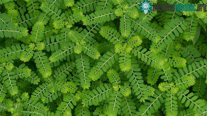 Cây chó đẻ răng cưa có thể giúp ngăn ngừa sự hình thành của sỏi thận có tính axit.