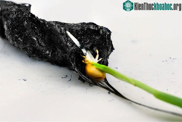 Một cây lúa mạch phát triển trong hệ thống eSoil.