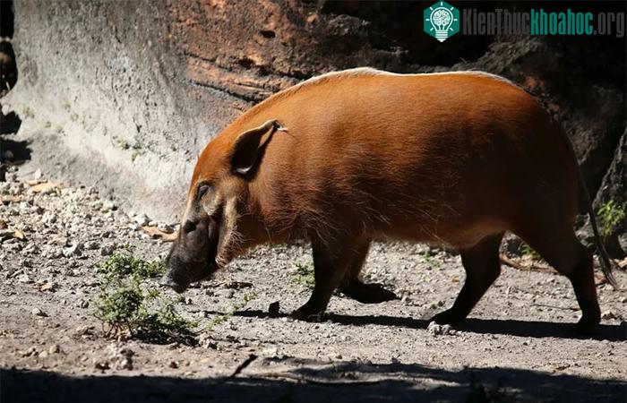 Lợn lông đỏ được tìm thấy ở miền Tây và miền Trung châu Phi.