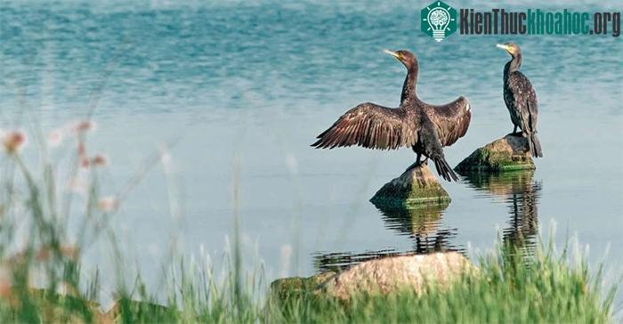Đa dạng sinh học tại khu vực Kherson sẽ phải mất nhiều năm để phục hồi