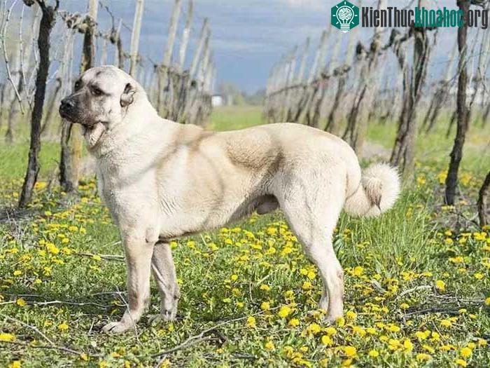 Chó Kangal vẫn có thể chạy với vận tốc 50km/h