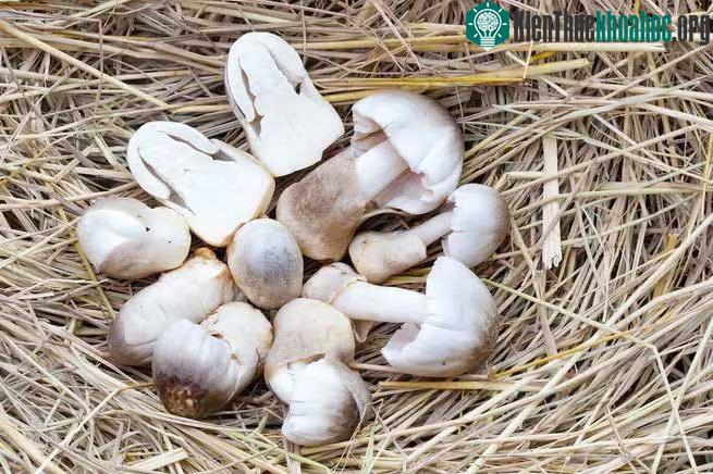 Nấm rơm chứa beta- D- glucan và lectin