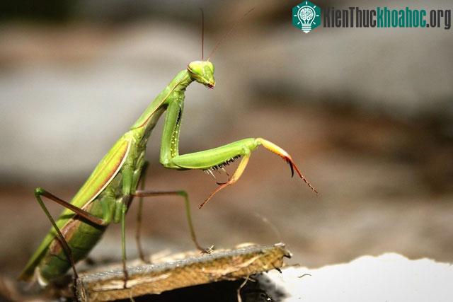 Bọ ngựa có thể dùng cặp răng sắc nhọn của mình để cắn vào người kẻ thù