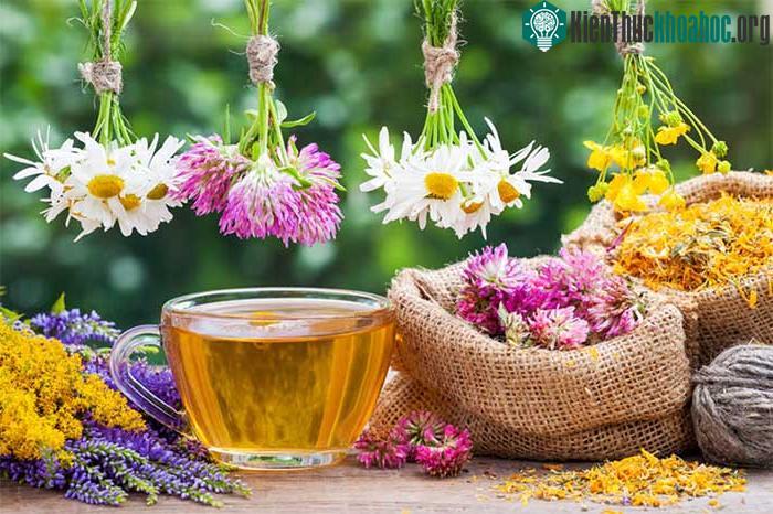 Ngoài nước ấm, bạn có thể uống thêm trà thảo mộc khi bị cúm, cảm lạnh để nhanh khỏi