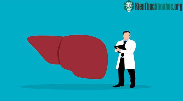 Thời gian gan thải độc rượu còn tuỳ vào lượng rượu đã uống, tuổi tác và tình trạng sức khoẻ.