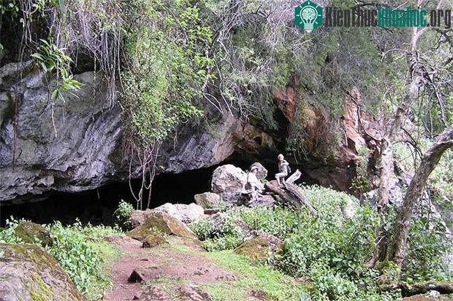 Vật chủ ban đầu chứa virus Marburg là dơi ăn quả châu Phi