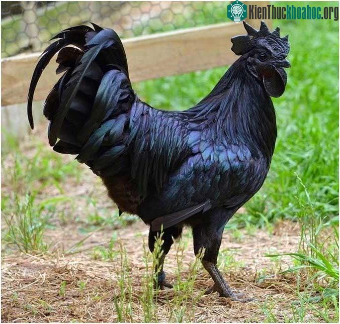 Ayam Cemani là một trong những loài gà quý hiếm trên thế giới.&nbsp;