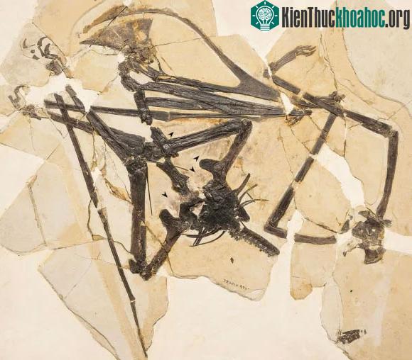 Hóa thạch quái vật Meilifeilong youhao