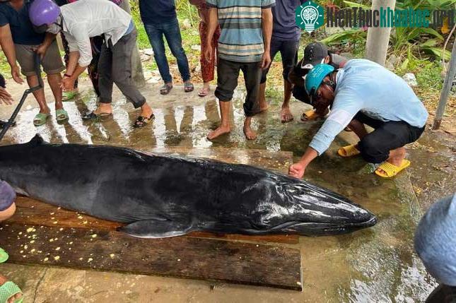 Nguyên nhân cá dạt bờ và chết có thể do sóng biển đánh mạnh, cá bị mắc cạn nên yếu dần.