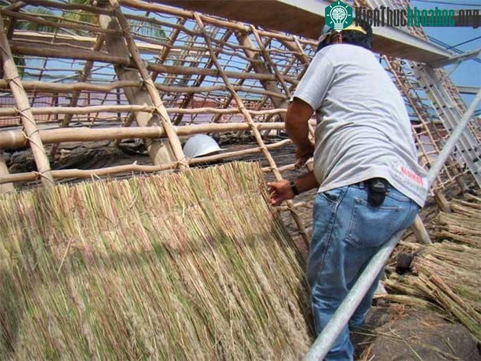 Cỏ Pili được người bản địa Hawaii sử dụng để lợp nhà.