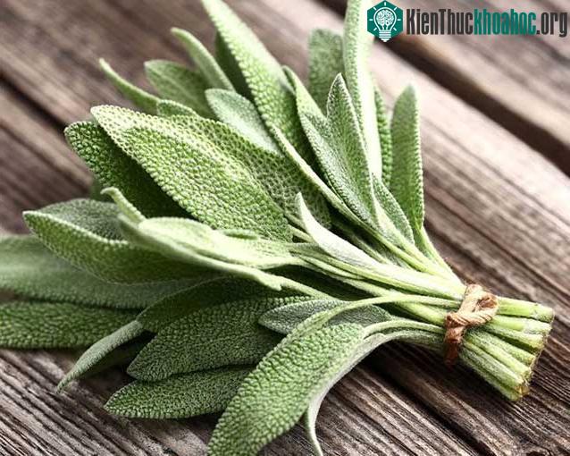 Cây xô thơm có đặc tính giống estrogen nên có thể giúp giảm các triệu chứng mãn kinh.