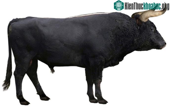 Bò rừng châu Âu là một trong những loài động vật ăn cỏ lớn nhất trong Thế Holocene