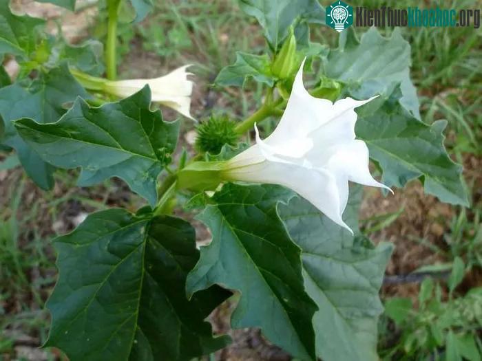 Datura là một trong những cây nguy hiểm nhất thế giới.
