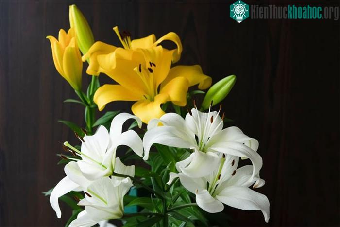 Mùi của hoa ly có thể gây đau đầu