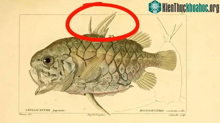 Khi gặp nguy hiểm, những chiếc vây này nhô lên như những lưỡi dao sắc