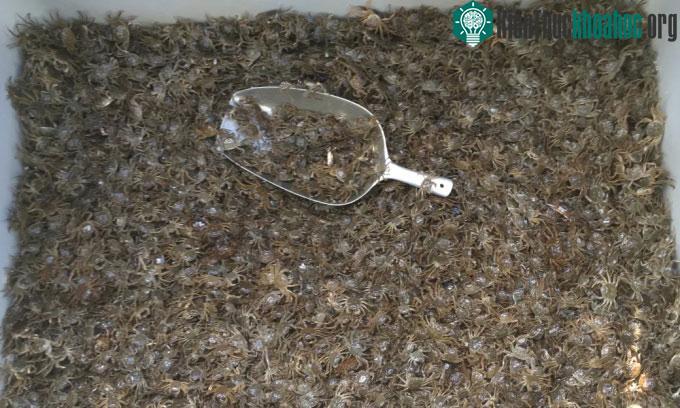 Đến nay, khoảng 3 triệu con cua lông đã bị bắt bằng bẫy kim loại ở Bỉ.