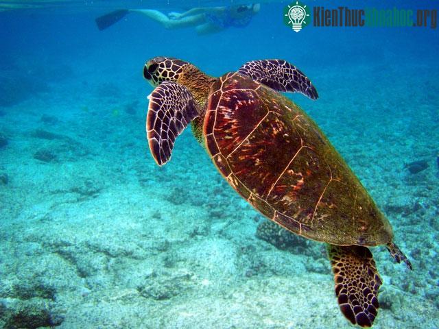 Đồi mồi dứa tại biển Hawaii.