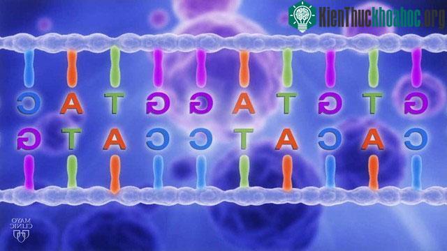 Sự bất thường về số lượng nhiễm sắc thể gây ra những thay đổi trong bộ gene của tế bào.&nbsp;