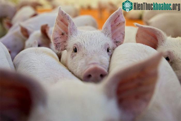 Não heo vẫn sống sót dù không có cơ thể.