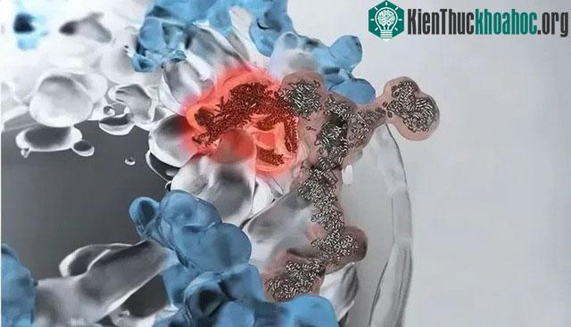 Có một mối quan hệ chặt chẽ giữa chiều dài telomere với tuổi thọ và sự lão hóa