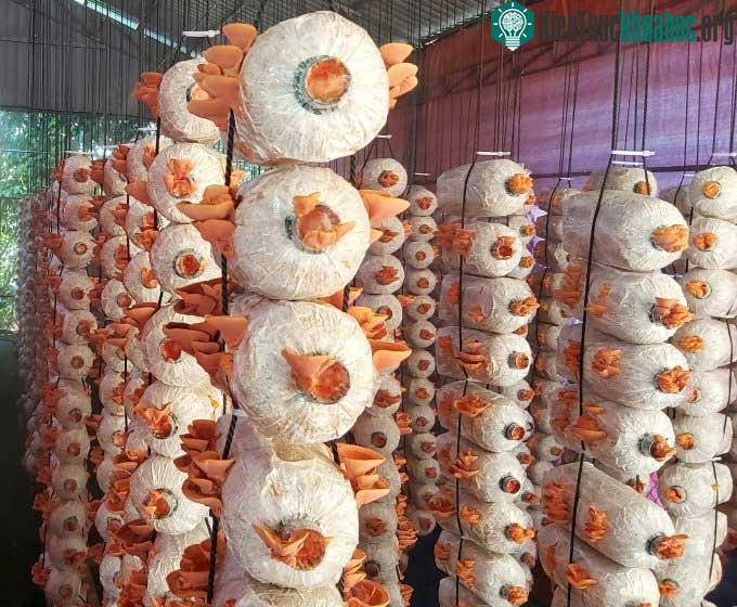 Cơ sở sản xuất nấm vân chi đỏ.