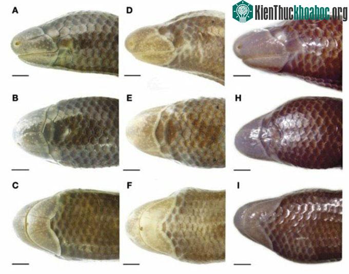 Đặc điểm vảy đầu của loài D. deimontis.
