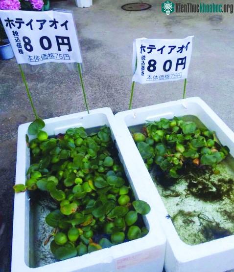 Lục bình bán giá 80 yên một cây ở Nhật Bản