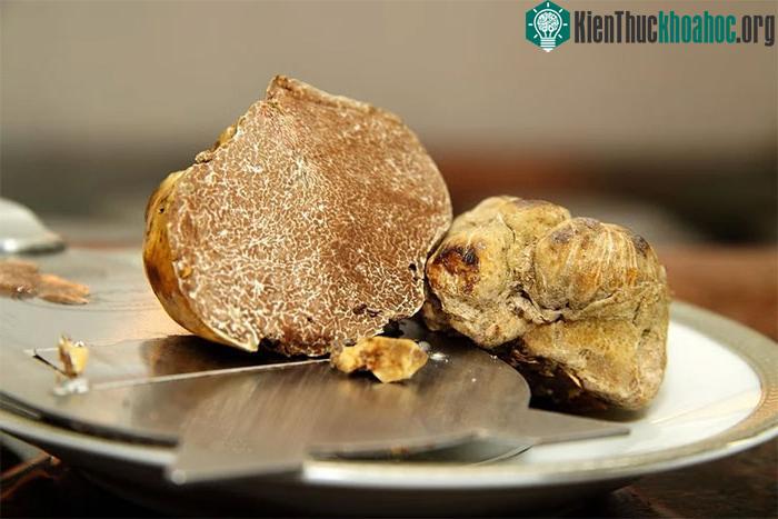 Nấm Truffle trắng