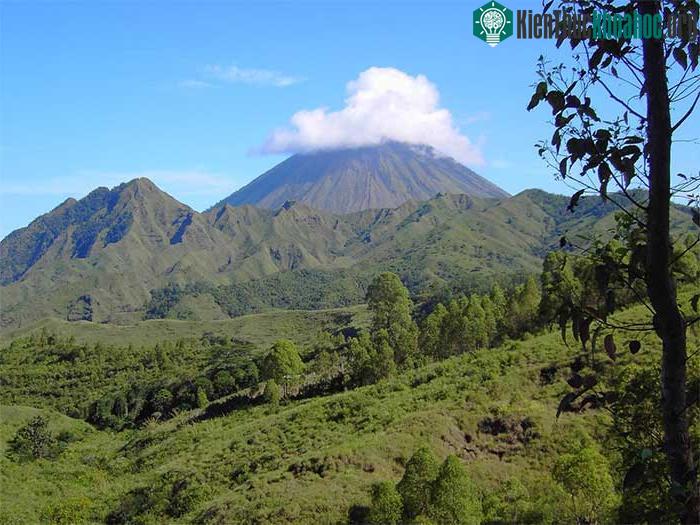 Liệu Homo floresiensis có thể tồn tại cho đến ngày nay trong các khu rừng trên đảo Flores