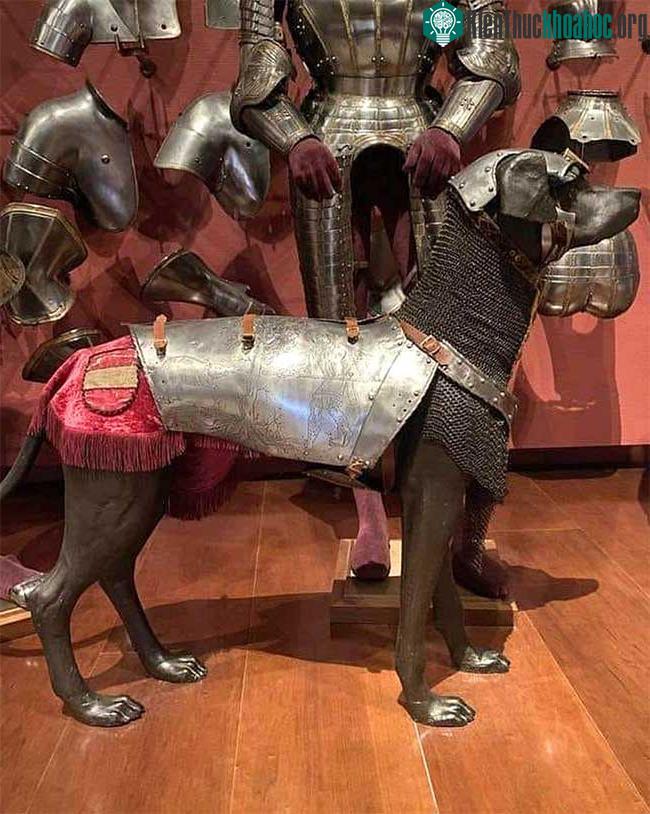 Áo giáp dành cho chó từ triều đình của Charles V được trưng bày tại Royal Armory of Madrid.