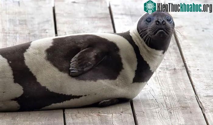 Loài hải cẩu quý hiếm có bộ lông "thời trang" như ngựa vằn ảnh 10