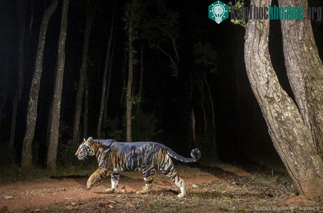 Hổ Bengal đen có cấu trúc cơ thể hoàn hảo.