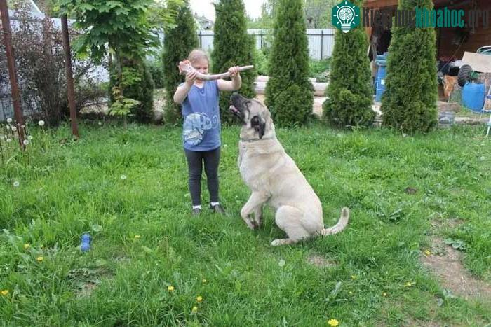 Chó Kangal được cho là có “lực cắn bá vương” mạnh ngang sư tử.