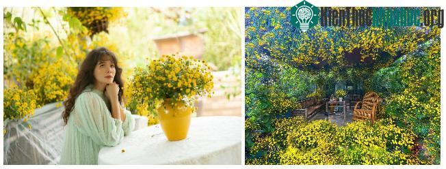 Loài hoa "tiến vua" mỗi năm chỉ nở một lần, có người mê mẩn mang về phủ kín cả sân thượng ảnh 2