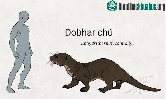 Dobhar-chú - Vua Rái cá trong văn hóa dân gian Ireland ảnh 2