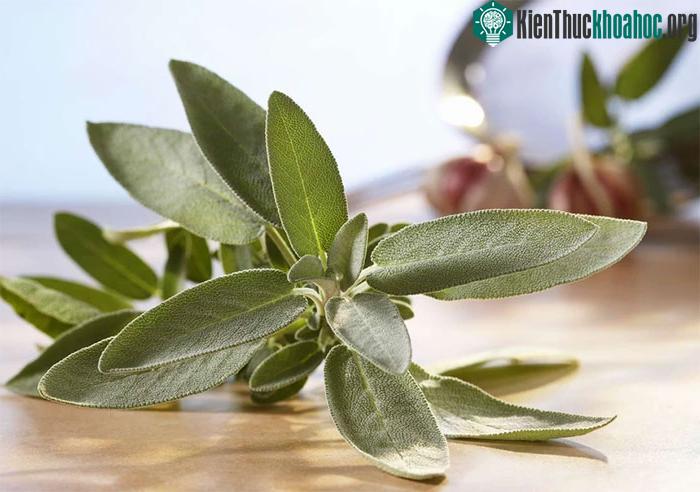 Chiết xuất lá xô thơm có thể giúp làm giảm lượng đường trong máu