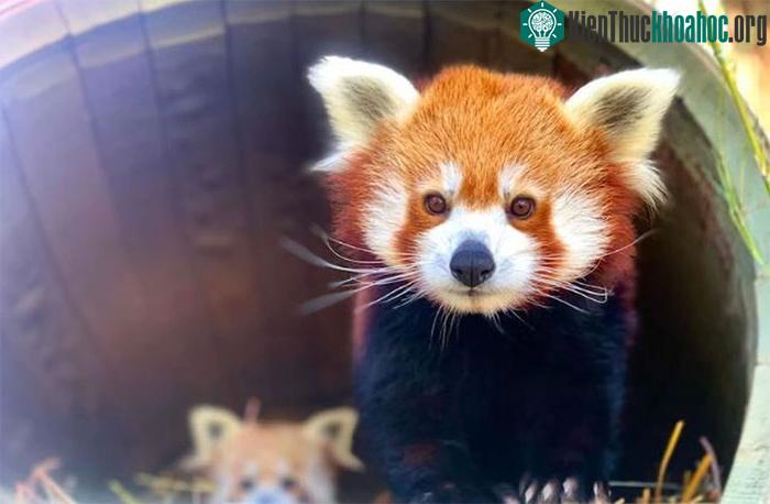 Gấu trúc đỏ có thể sống 23 năm