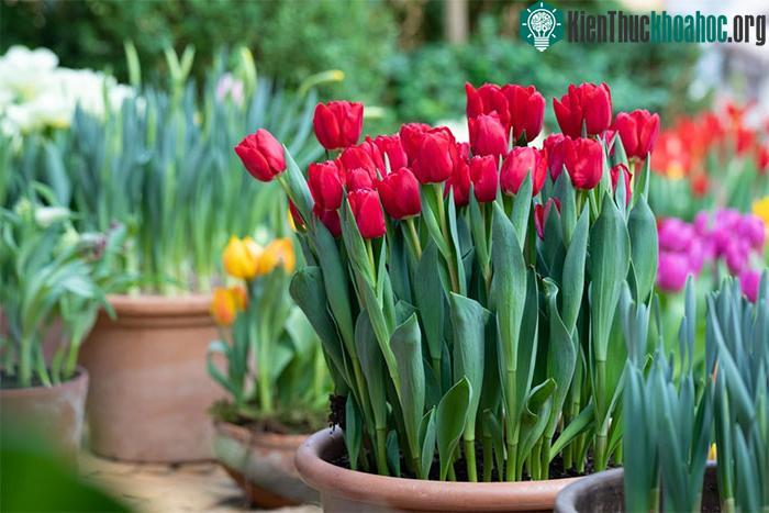 Hoa tulip