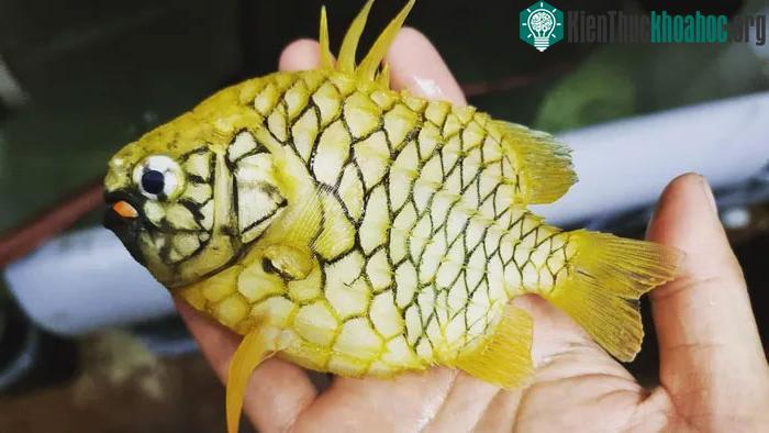 Cá quả thông khiến cho bất cứ kẻ săn mồi nào cũng phải dè chừng