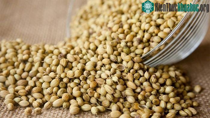 Hạt mùi giúp giảm lượng đường trong máu một cách tự nhiên.