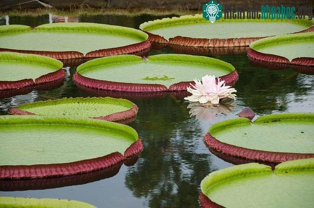 Hoa súng khổng lồ.