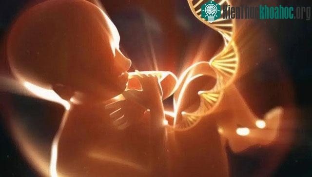 Telomere là các chuỗi DNA ở đầu nhiễm sắc thể và enzyme Telomerase có thể kéo dài