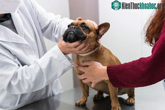 Bạn có biết: Giống chó nào sống lâu nhất? ảnh 2
