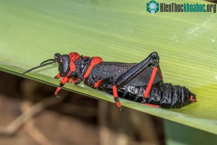Châu chấu bọt độc