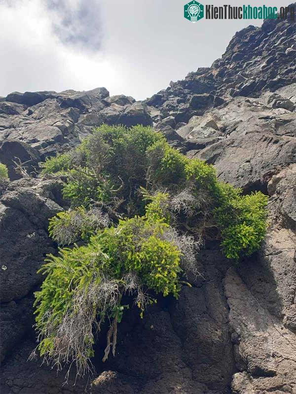 Bụi tràm Howeana. Đây là lượng thảm thực vật mà tôm hùm cây cần để tồn tại.