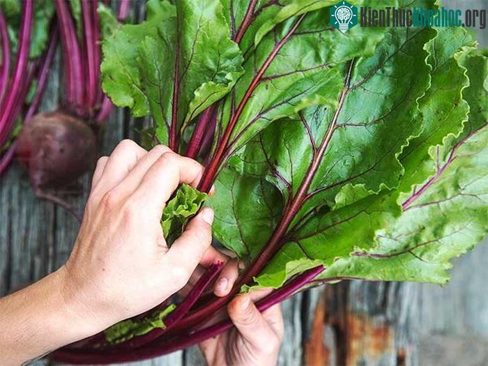 Cải cầu vồng chứa nhiều khoáng chất vi lượng tôt cho tuần hoàn máu