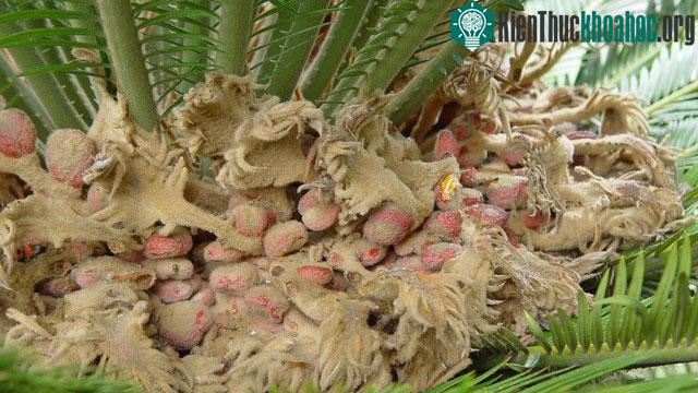 Sự thích hợp của một loài thường liên quan đến sự đa dạng di truyền của nó