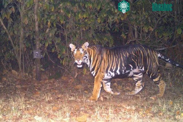 Hổ đen là một biến thể quý hiếm của Hổ hoàng gia Bengal