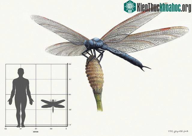 Meganeura - một con chuồn chuồn cổ đại có sải cánh dài tới 2,5 feet (76 cm).