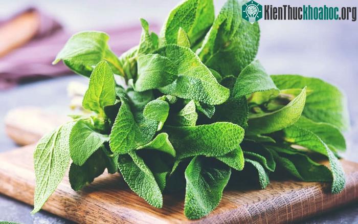 Trong cây xô thơm có chứa vitamin K giúp ngăn ngừa loãng xương.